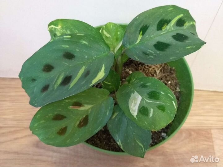 Комнатные модные цветы