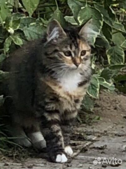 Кошка в дар