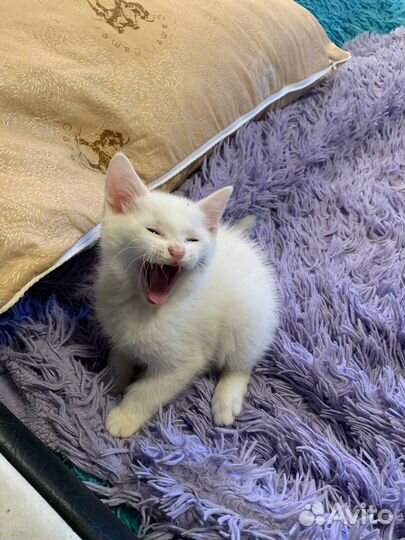 Белый котенок турецкой ангоры