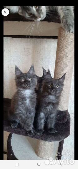 Котята мейн-кун