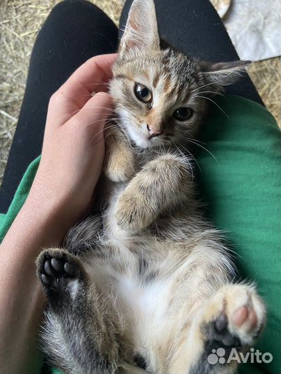 Котята отдам бесплатно
