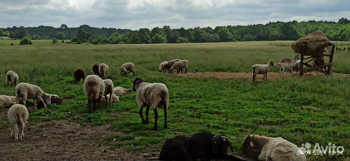 Овцематки, баран-производитель