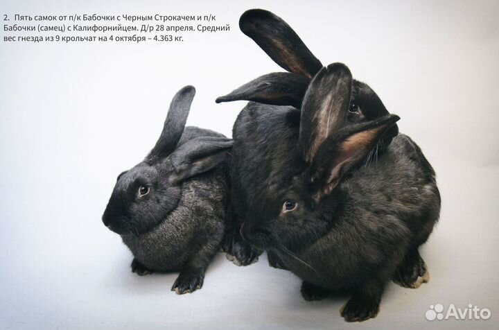 Декоративные кролики в аренду и на продажу