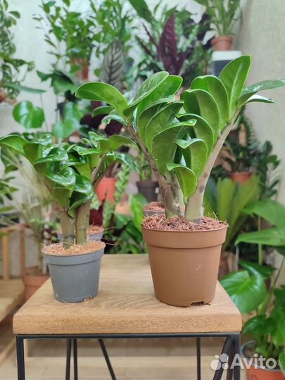 Замиокулькас Зензи