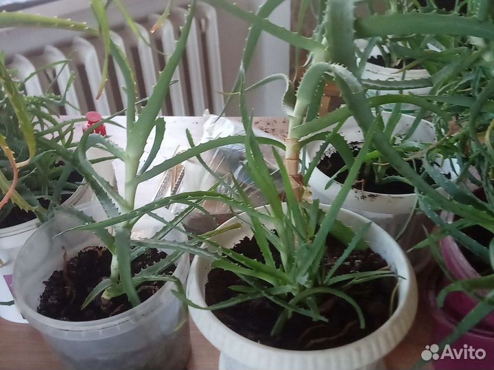 Комнатные цветы алоэ