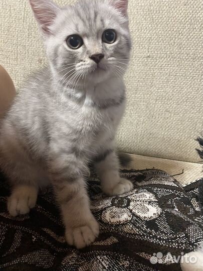 Кот британец серебристый