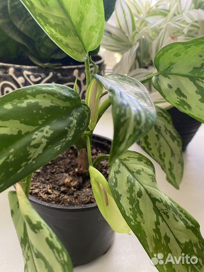 Аглаонема Сильвер квин