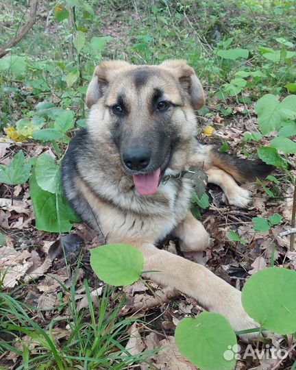 Собака помесь овчарки очень милая