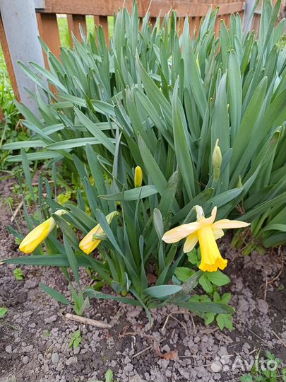 Многолетники, цветы