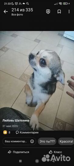 Отдам в добрые руки чихуахуа