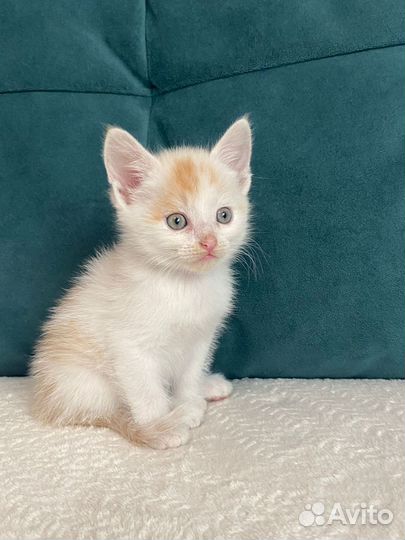 Рыжий котенок мальчик в добрые руки