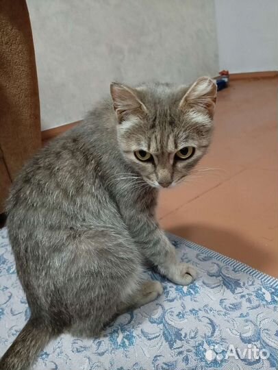 Кошка и котёнок