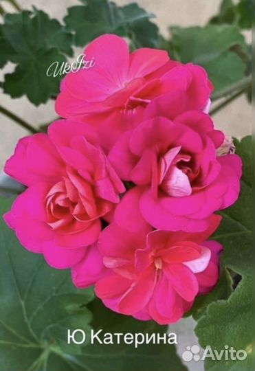 Пеларгония сортовая герань