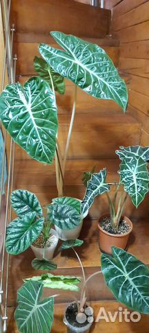 Замиокулькас, каладиум, спатифилум
