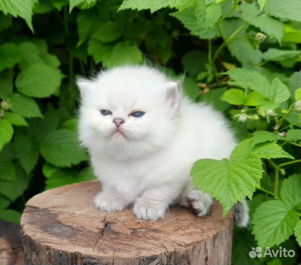 Пушистые девочки и мальчик