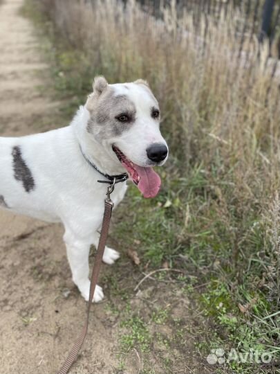 Чуть не лишился лапы после травмы