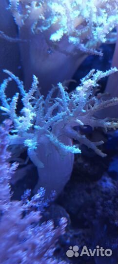 Морские кораллы живые