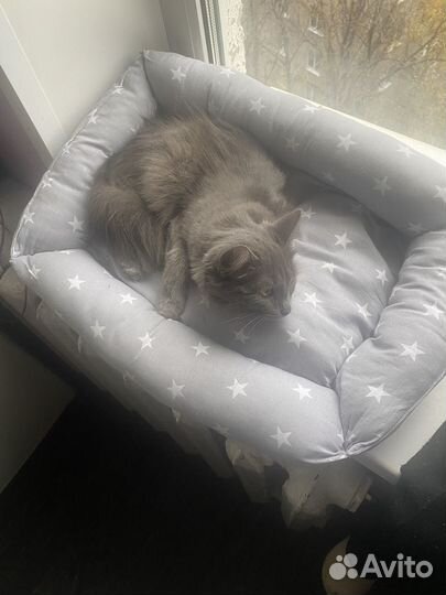 Кошка в добрые руки