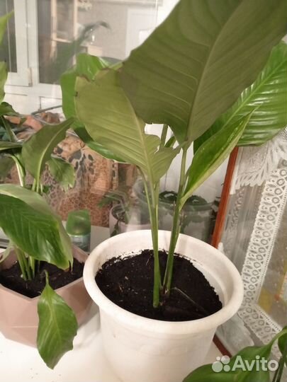 Спатифиллум