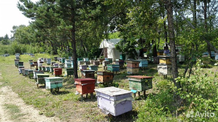 Мёд Амурский