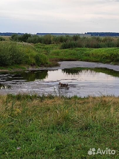 Западно сибирская лайка, кобель вязка