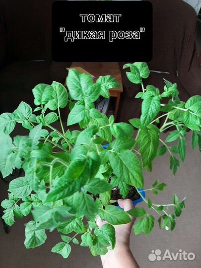 Рассада помидор