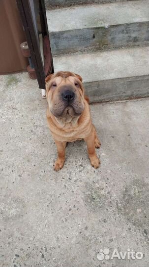 Щенки шарпей