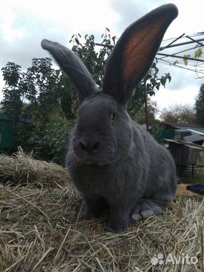 Кролики великаны ризен фландр обр