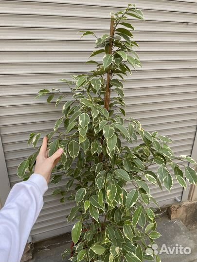 Бенджамина фикус