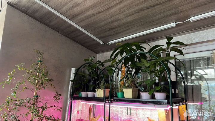 Комнатные растения цветы большие