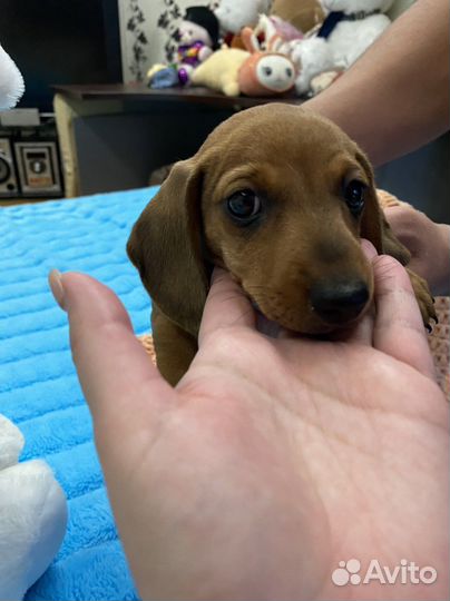 Щенки мини таксы