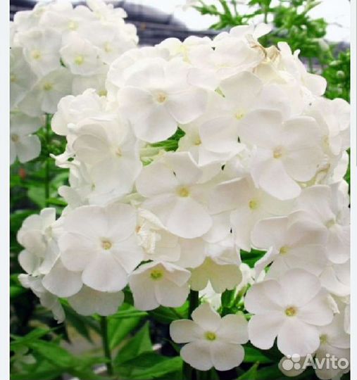 Многолетние садовые цветы