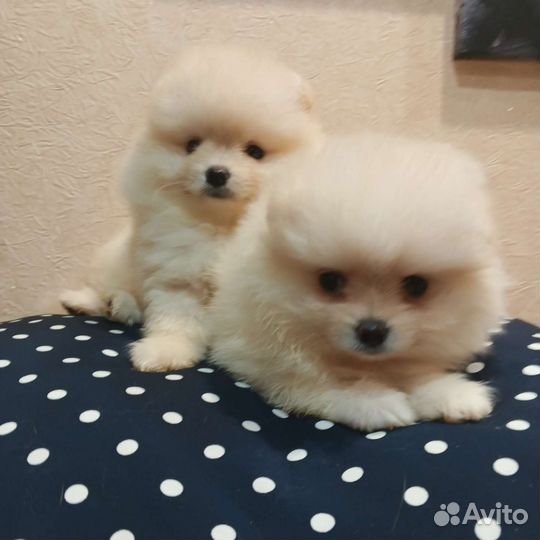 Девочки РКФ