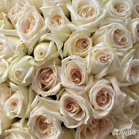 Розы Цветы Букеты 25 51 101