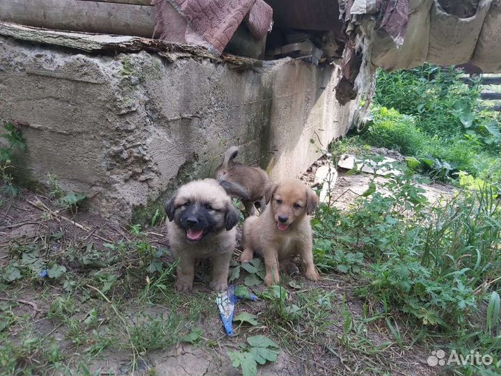 Собаки бесплатно