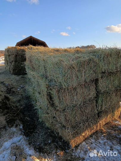 Продам сено