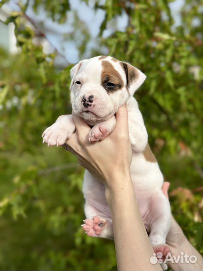 Американский стаффордширский терьер- девочка