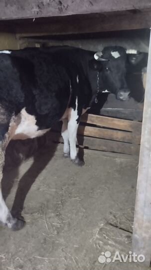 Коровы дойные молочные