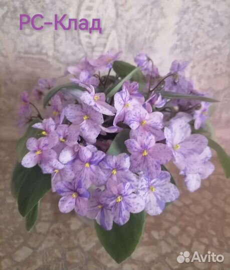 Фиалки сортовые полумини, мини, трейлеры