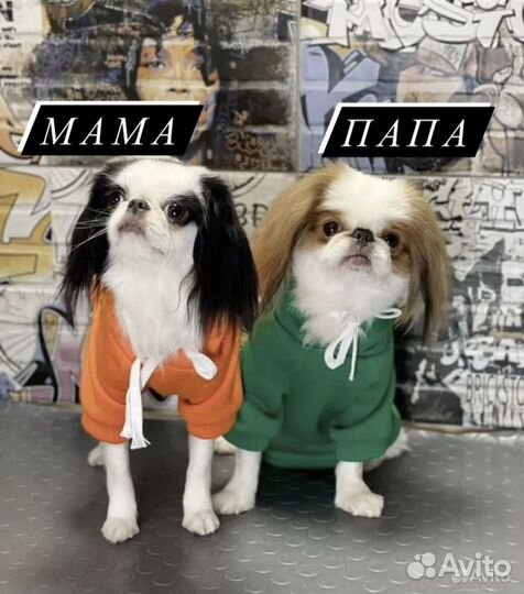 Щенки японский хин