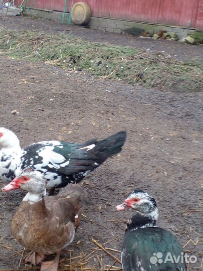 Утки индоутки