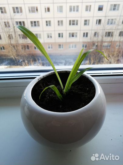 Хлорофитум