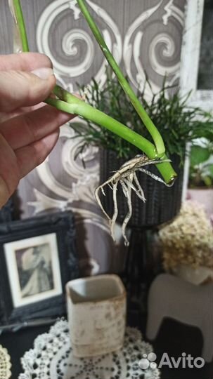 Монстера Минима или Рафидофора тетрасперма, Арека