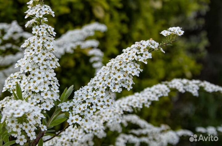 Спирея Белоснежный водопад
