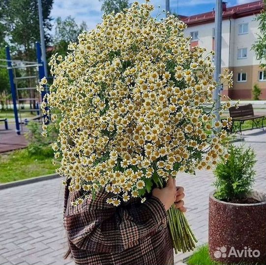 Ромашки Букет из ромашек доставка