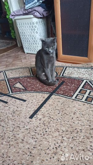 Кошки в добрые руки бесплатно