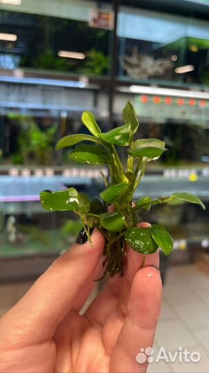 Анубиас нана и других растения для аквариума