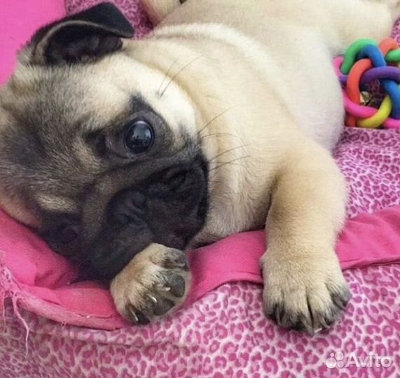Щенки мопса мини