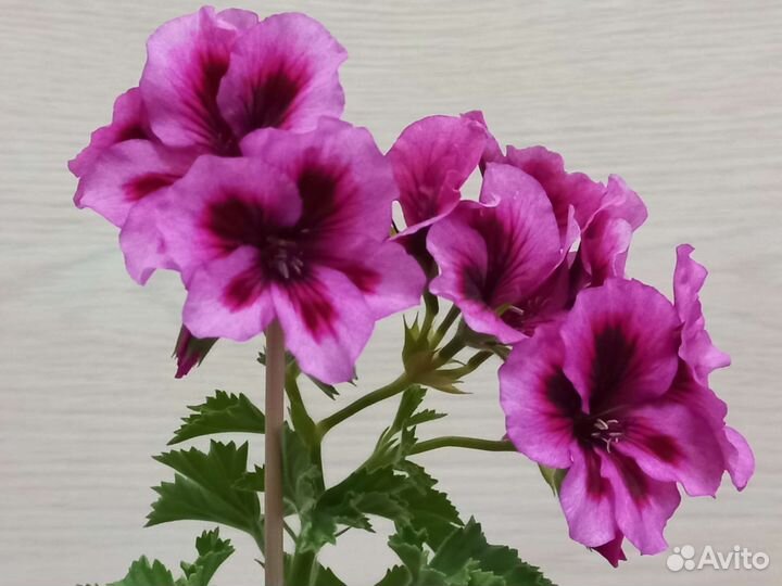 Пеларгония герань сортовая
