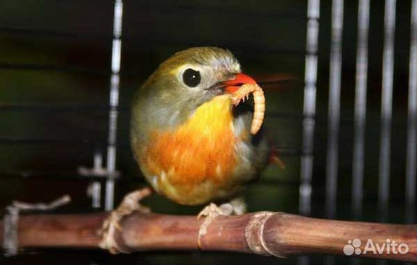 Мучной червь, мучник, хрущак